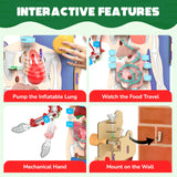 Smartivity Interactive Human Body DIY STEM Activity Kit – Build & Discover How the Body Works