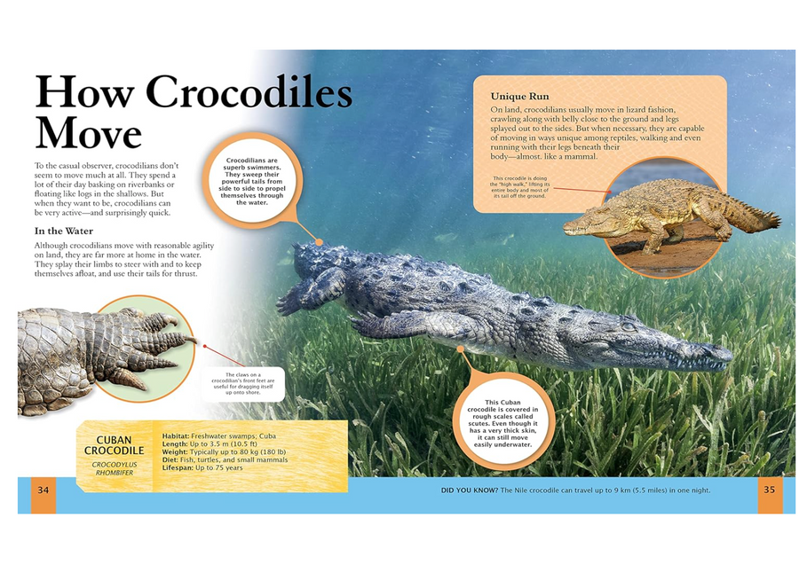 Children's Encyclopedia of Predators